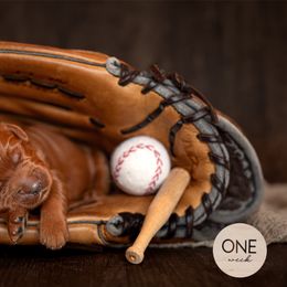 Australian Labradoodle Puppies from Swinging Gate Labradoodles