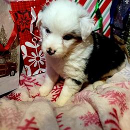 Donner - Blue merle female Australian Shepherd puppy in Blairsville, Georgia from Georgia Peach Aussies