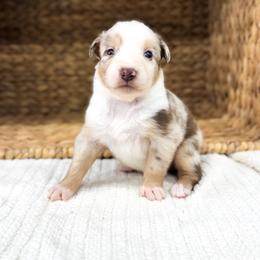 Sunny - Red merle female Australian Shepherd puppy in Unionville, Iowa from Soap Creek Kennels