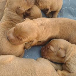 Boy 4 - Dark golden male Golden Retriever puppy in Grand Meadow, Minnesota from Root River Retrievers