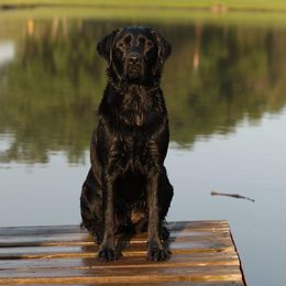 Mabel - Labrador Retriever