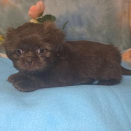 Francesca - Chocolate female Shih Tzu puppy in Green Bay, Wisconsin from Kim's Shih Tzus