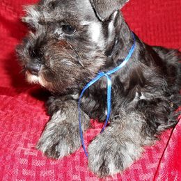 "Male Miniature Schnauzer puppy" Miniature Schnauzer Puppies from PJ's Miniature Schnauzers