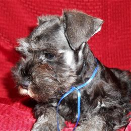 "Male Miniature Schnauzer puppy" Miniature Schnauzer Puppies from PJ's Miniature Schnauzers