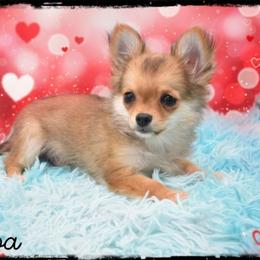 Simba - Fawn male Chihuahua puppy in Demorest, Georgia from Sourpatch Chihuahuas