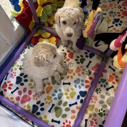 Girl 1 - White female Poodle puppy in Modesto, California from Savicah Poodles