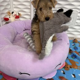 Airedale Terrier, Lakeland Terrier, and Norfolk Terrier Puppies from Hi-Kel Terrydale Lakeland Terriers and Terrydale HK Airedales & Norfolk Terriers