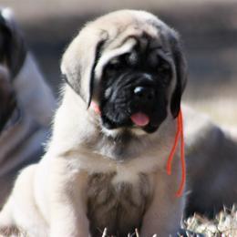 Mastiff Puppies from Beaver Creek Mastiffs