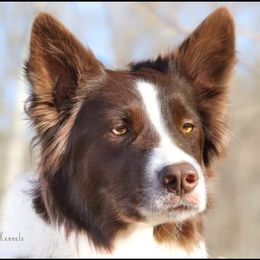 Reba - Border Collie