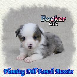 Booker - Blue merle male Toy Australian Shepherd puppy in Forestburg, Texas from Flaming Dill Ranch Aussies