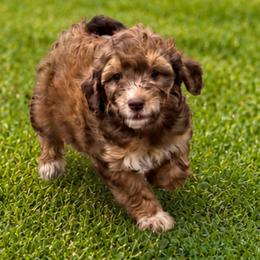 Hank - Chocolate male Goldendoodle puppy in Pittsburg, Texas from Grace Springs Goldendoodles