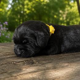 Yellow Collar - Black male Labrador Retriever puppy in Archer Lodge, North Carolina from Archer Lodge Labradors