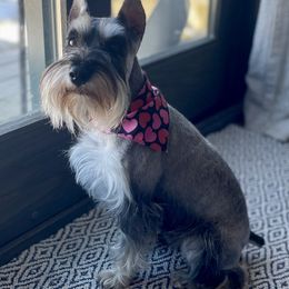 Miniature Australian Shepherd, Miniature Schnauzer, and Toy Australian Shepherd All Grown Up from Roses Halfpint Ranch
