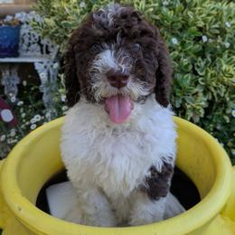 Grey Collar Male - Parti male Poodle puppy in Tehama County, California from Hals Pals K9s