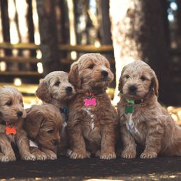 Bernedoodles and Goldendoodles from Home Sweet Doodles