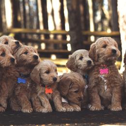Bernedoodles and Goldendoodles from Home Sweet Doodles