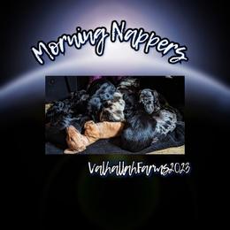 Dachshund Puppies from Valhallah Farms