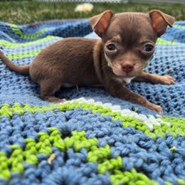 Barley - Chocolate brindled fawn male Chihuahua puppy in Plainfield, Indiana from Abby's Pampered Pooches