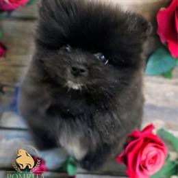Mini Oreo - Black male Pomeranian puppy in North Port, Florida from POMRITA POM’S