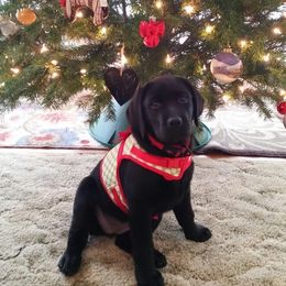 Labrador Retrievers from Wag More English Labradors