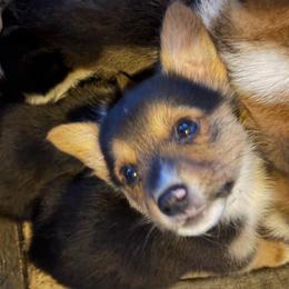 Yota - Black and tan male American Corgi puppy in Tonasket, Washington from Highland corgis