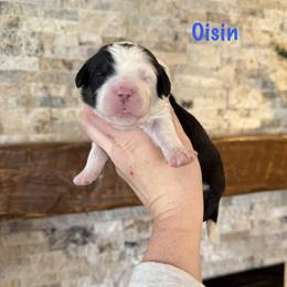 Oisin - Tri-color male Bernedoodle puppy in Midland, Michigan from Northern Charm Farm