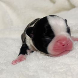 Boston Terrier Puppies from Buster’s Boston Babes