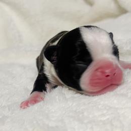 Boston Terrier Puppies from Buster’s Boston Babes