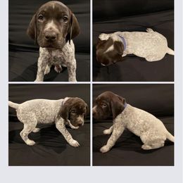 Boy 2 - Liver roan German Shorthaired Pointer puppy in Cleveland, Georgia from C&M Kennel