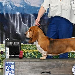 Basset Hounds and Labrador Retrievers from Prince Labradors