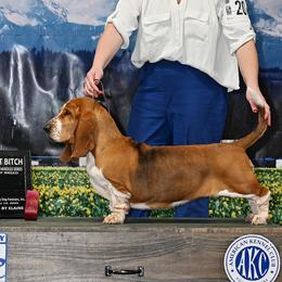 Basset Hounds and Labrador Retrievers from Prince Labradors