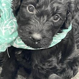 Labradoodle Puppies from Northwest Sporting Doodles