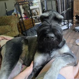 Giant Schnauzer Puppies from House of Roth Giant Schnauzers