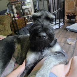 Giant Schnauzer Puppies from House of Roth Giant Schnauzers