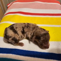 Sadie - Chocolate female Dachshund puppy in Strong, Arkansas from Dachshunds R Us