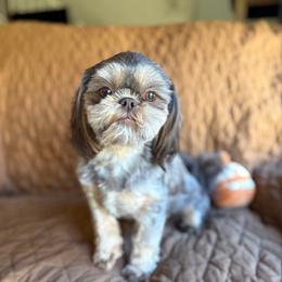 AKC   Penny - Shih Tzu