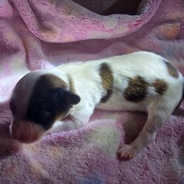 HONEY - White and red female Papillon puppy in Hollister, Missouri from Swan Creek Kennel