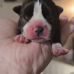 Red - Black and white male Boston Terrier puppy in Clinton Township, Michigan from Greenberg's Boston Terriers & Bullies of Metro Detroit