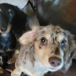 Dachshunds from Marilyn's Dachshunds