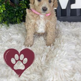 Goldendoodle Puppies from Maryland Designer Doodles