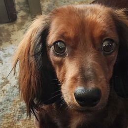 Dachshunds from Bowles Doxie Heaven