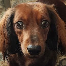 Dachshunds from Bowles Doxie Heaven