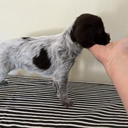 Wirehaired Pointing Griffon Puppies from American Patriot Kennel