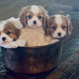 Abbot - Blenheim Cavalier King Charles Spaniel puppy in Anderson, California from Norcal Cavaliers of Northern California