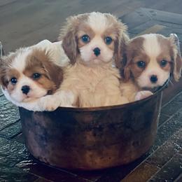 Abbot - Blenheim Cavalier King Charles Spaniel puppy in Anderson, California from Norcal Cavaliers of Northern California
