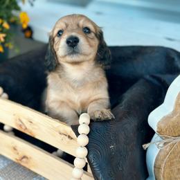 Teddy - Red male Dachshund puppy in Benson, Arizona from Six Shooter Minis