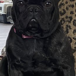 French Bulldogs from Solace French Bulldogs