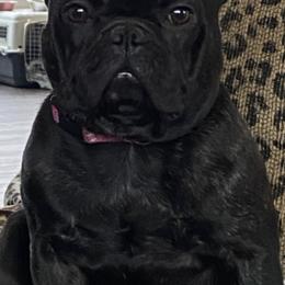French Bulldogs from Solace French Bulldogs