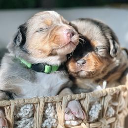 Australian Shepherd Puppies from Ember Aussies NJ/NY/PA