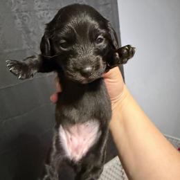 Nyx Full AKC Female 2 - Black female Dachshund puppy in Erie, Michigan from Champagne’s Grinch Toe’d Dachshunds